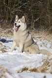 SIBERIAN HUSKY 756